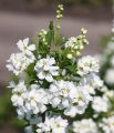 Obiela wielkokwiatowa Magical Springtime