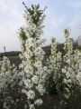 Obiela wielkokwiatowa Magical Springtime