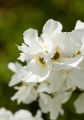 Obiela wielkokwiatowa Magical Springtime