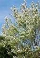 Obiela wielkokwiatowa Magical Springtime