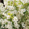 Obiela wielkokwiatowa Magical Springtime