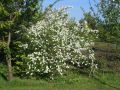 Obiela wielkokwiatowa Magical Springtime