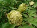 Piwonia Drzewiasta Japońska Limonkowa