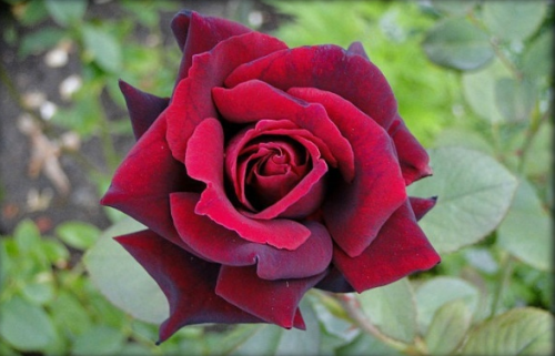 Kletterrose mit großen Blüten - bordaux in einem Topf