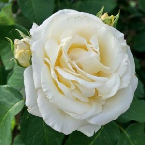  Edelrose CHOPIN im Topf