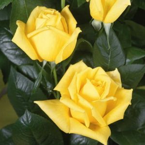 Edelrose LANDORA im Topf
