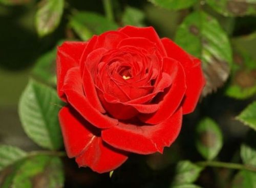 Edelrose RED BERLIN im Topf