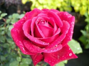 Edelrose MAZOWSZE im Topf