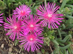 Coopers Mittagsblume TABLE MOUNTAIN