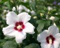 Hibiskus RED HEART - Ketmia syryjska