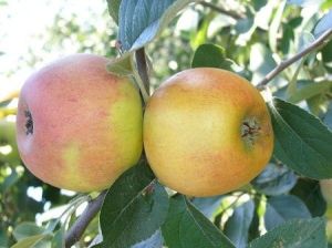 Apfelbaum-Sorte RENETA ZŁOTA in einem Topf
