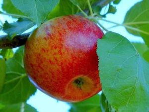 Apfelbaum RED BOSKOOP im Topf