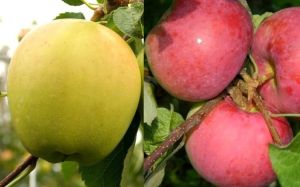 Apfelbaum DUO - Geneva Early und Papierówka