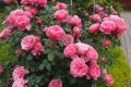 Róża Rabatowa Da Vinci
