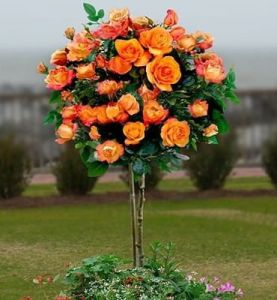 Rumba Rose orange-gelb - auf Stamm im Topf