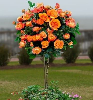 Rumba Rose orange-gelb - auf Stamm im Topf