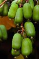 Mini Kiwi Jumbo