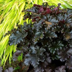Heuchera Black Taffeta