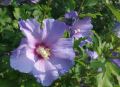 Hibiskus FIOLETOWY - Ketmia syryjska