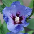 Hibiskus FIOLETOWY - Ketmia syryjska