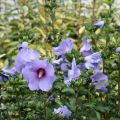 Hibiskus FIOLETOWY - Ketmia syryjska