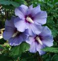 Hibiskus FIOLETOWY - Ketmia syryjska