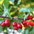 Dereń jadalny CORNUS MAS