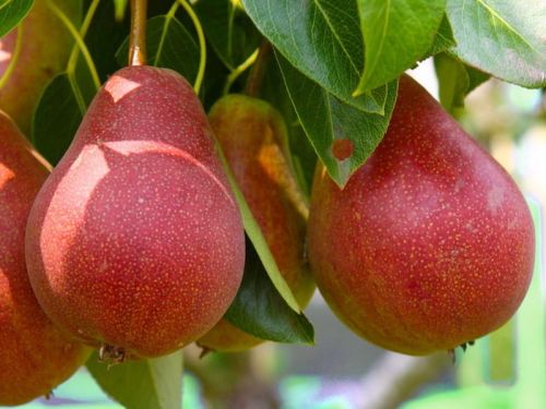 Birnbaum RED FAWORYTKA - KLAPSA