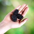 Malina czarna BLACK JAWEL