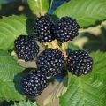 Malina czarna BLACK JAWEL