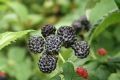 Malina czarna BLACK JAWEL