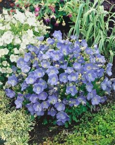 Karpatenglocke CARILLON BLUE