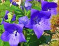 Dzwonek karpacki 'Carillon Blue'