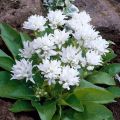 Dzwonek skupiony 'Alba'