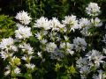 Dzwonek skupiony 'Alba'