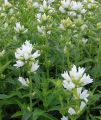 Dzwonek skupiony 'Alba'