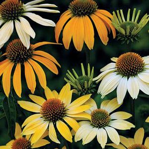 Echinacea MELLOW YELLOWS
