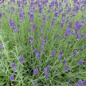 Lavendel-Sorte ESSENCE PURPLE