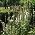Liatra kłosowa 'Floristan White'