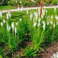 Liatra kłosowa 'Floristan White'