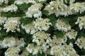Kalina koralowa 'Compactum'