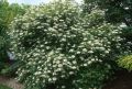 Kalina koralowa 'Compactum'