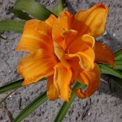 Lilienträgers  BANDOLERO