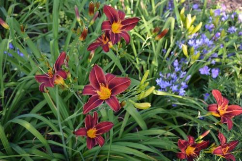 Lilienträgers BLACK PRINCE