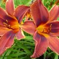 Liliowiec 'Black Prince'
