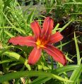 Liliowiec 'Black Prince'