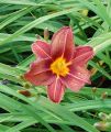 Liliowiec 'Black Prince'