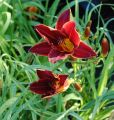 Liliowiec 'Black Prince'