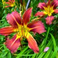 Liliowiec 'Black Prince'