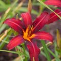 Liliowiec 'Black Prince'